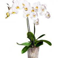 Орхидея двухствольчатая